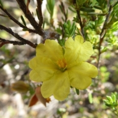 Hibbertia calycina (Lesser Guinea-flower) at Yass River, NSW - 5 Nov 2019 by SenexRugosus