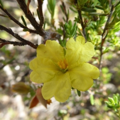 Hibbertia calycina (Lesser Guinea-flower) at Rugosa - 5 Nov 2019 by SenexRugosus