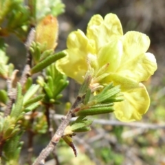 Hibbertia calycina at Yass River, NSW - 5 Nov 2019