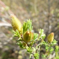 Hibbertia calycina at Yass River, NSW - 5 Nov 2019