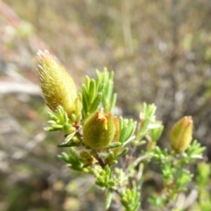 Hibbertia calycina at Yass River, NSW - 5 Nov 2019 01:48 PM