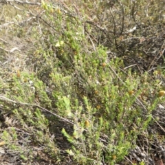 Hibbertia calycina at Yass River, NSW - 5 Nov 2019