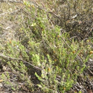 Hibbertia calycina at Yass River, NSW - 5 Nov 2019