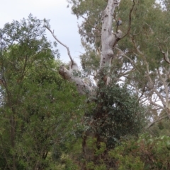 Callocephalon fimbriatum at Garran, ACT - suppressed