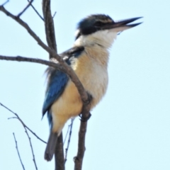 Todiramphus sanctus (Sacred Kingfisher) at Bullen Range - 4 Nov 2019 by JohnBundock