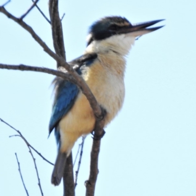 Todiramphus sanctus (Sacred Kingfisher) at Tuggeranong DC, ACT - 4 Nov 2019 by JohnBundock