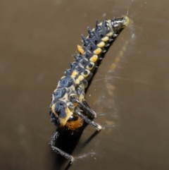 Cleobora mellyi (Southern Ladybird) at Acton, ACT - 30 Oct 2019 by TimL