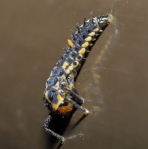 Harmonia conformis at Acton, ACT - 30 Oct 2019