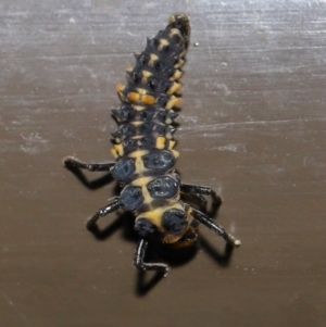 Harmonia conformis at Acton, ACT - 30 Oct 2019