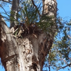 Cymbidium suave (Snake Orchid) at Coolagolite, NSW - 28 Oct 2019 by JoyGeorgeson