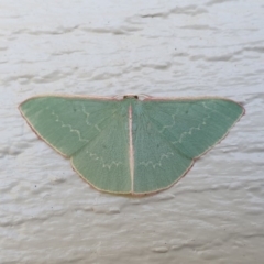 Chlorocoma dichloraria (Guenee's or Double-fringed Emerald) at Wallaga Lake, NSW - 28 Oct 2019 by Volplana