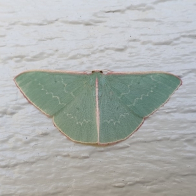 Chlorocoma dichloraria (Guenee's or Double-fringed Emerald) at Wallaga Lake, NSW - 29 Oct 2019 by JoyGeorgeson