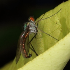 Dolichopodidae (family) (Unidentified Long-legged fly) at Kambah, ACT - 5 Nov 2019 by Marthijn
