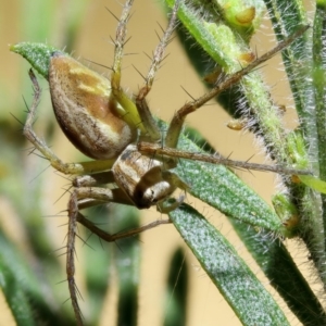 Oxyopes sp. (genus) at Kambah, ACT - 5 Nov 2019