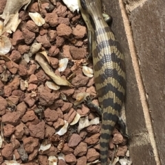 Tiliqua scincoides scincoides (Eastern Blue-tongue) at Yass, NSW - 5 Nov 2019 by Jubeyjubes