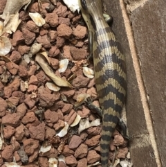 Tiliqua scincoides scincoides (Eastern Blue-tongue) at Yass, NSW - 5 Nov 2019 by Jubeyjubes