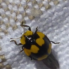 Illeis galbula (Fungus-eating Ladybird) at Aranda, ACT - 29 Dec 2013 by JanetRussell