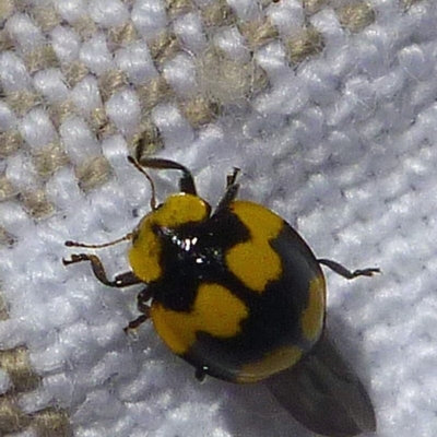 Illeis galbula (Fungus-eating Ladybird) at Aranda, ACT - 29 Dec 2013 by JanetRussell