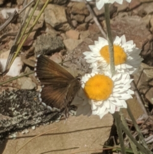 Neolucia agricola at Lake George, NSW - 5 Nov 2019 02:15 PM