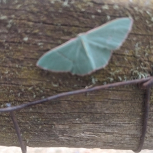 Chlorocoma (genus) at Lake George, NSW - 3 Nov 2019