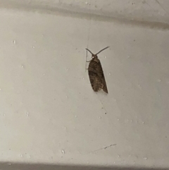 Tortricinae (subfamily) (A tortrix moth) at Aranda, ACT - 5 Nov 2019 by Jubeyjubes