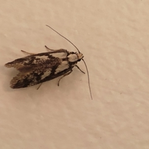 Eusemocosma pruinosa at Aranda, ACT - 5 Nov 2019