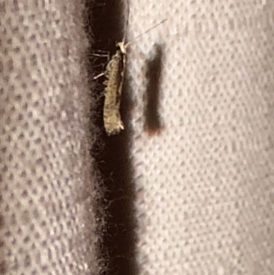 Plutella xylostella (Diamondback Moth) at Aranda, ACT - 5 Nov 2019 by Jubeyjubes