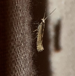 Plutella xylostella at Aranda, ACT - 5 Nov 2019