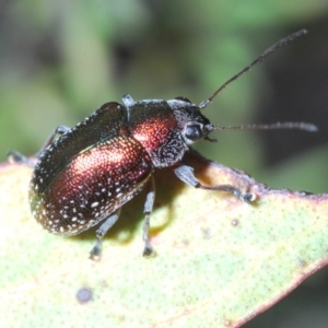 Edusella sp. (genus) at Uriarra Village, ACT - 5 Nov 2019 05:51 PM