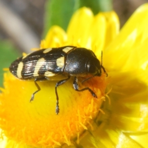 Castiarina australasiae at Uriarra Village, ACT - 5 Nov 2019