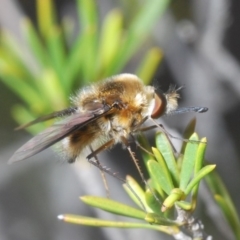 Bombyliidae (family) (Unidentified Bee fly) at Uriarra Village, ACT - 5 Nov 2019 by Harrisi