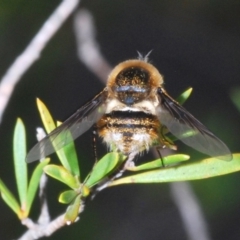 Bombyliidae (family) at Uriarra Village, ACT - 5 Nov 2019 06:21 PM