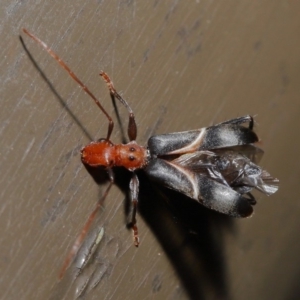 Zoedia divisa at Acton, ACT - 30 Oct 2019 01:44 PM