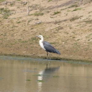 Ardea pacifica at Michelago, NSW - 30 Sep 2019