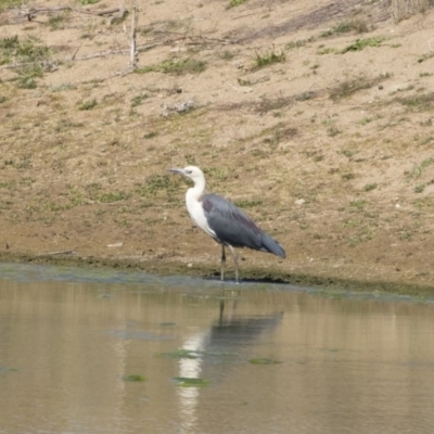 Ardea pacifica (White-necked Heron) at Michelago, NSW - 30 Sep 2019 by Illilanga