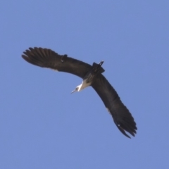 Ardea pacifica at Michelago, NSW - 30 Sep 2019