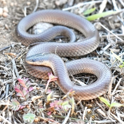 Parasuta dwyeri (Dwyer's Black-headed Snake) at Throsby, ACT - 5 Nov 2019 by BrianLR