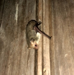 Nyctophilus geoffroyi (Lesser Long-eared Bat) at Googong, NSW - 5 Nov 2019 by Wandiyali