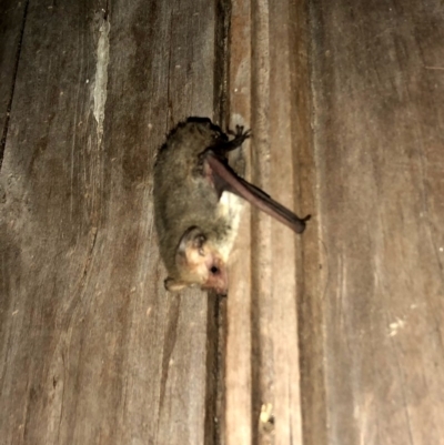 Nyctophilus geoffroyi (Lesser Long-eared Bat) at Googong, NSW - 5 Nov 2019 by Wandiyali