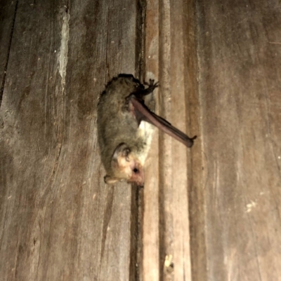 Nyctophilus geoffroyi (Lesser Long-eared Bat) at Wandiyali-Environa Conservation Area - 5 Nov 2019 by Wandiyali