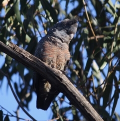 Callocephalon fimbriatum (Gang-gang Cockatoo) at Hughes, ACT - 5 Nov 2019 by LisaH