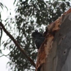 Callocephalon fimbriatum (Gang-gang Cockatoo) at Hughes, ACT - 2 Nov 2019 by LisaH