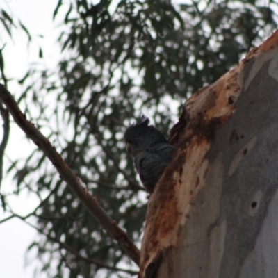 Callocephalon fimbriatum (Gang-gang Cockatoo) at Hughes, ACT - 2 Nov 2019 by LisaH