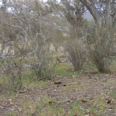 Bursaria spinosa (Native Blackthorn, Sweet Bursaria) at Tuggeranong DC, ACT - 26 Oct 2019 by michaelb