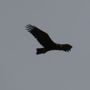 Aquila audax at Garran, ACT - 3 Nov 2019