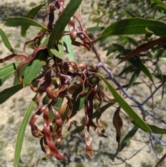 Acacia pycnantha (Golden Wattle) at Jerrabomberra, NSW - 6 Nov 2019 by MattM