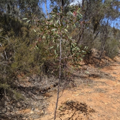Acacia pycnantha (Golden Wattle) at Jerrabomberra, NSW - 6 Nov 2019 by MattM