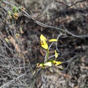 Diuris sulphurea at Jerrabomberra, NSW - suppressed