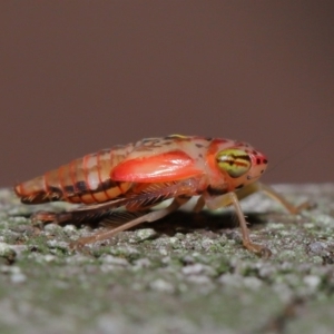 Cicadellidae (family) at Acton, ACT - 5 Nov 2019