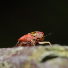 Cicadellidae (family) at Acton, ACT - 5 Nov 2019